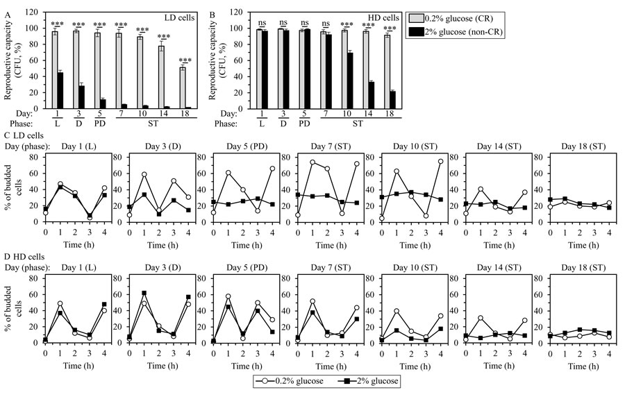 CR delays an age-related decline of the reproductive competences of LD and HD cells and of their capabilities to synchronously re-enter the mitotic cell cycle when nutrients become available.