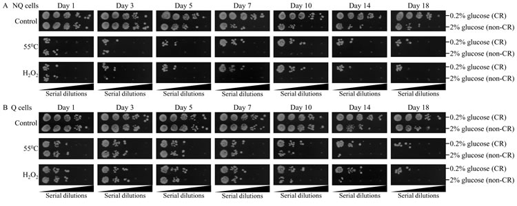 CR increases the resistance of Q and NQ cells to long-term thermal and oxidative stresses.