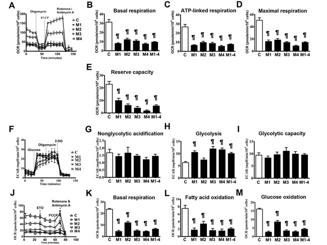 Impairment of bioenergetics in MELAS fibroblasts.