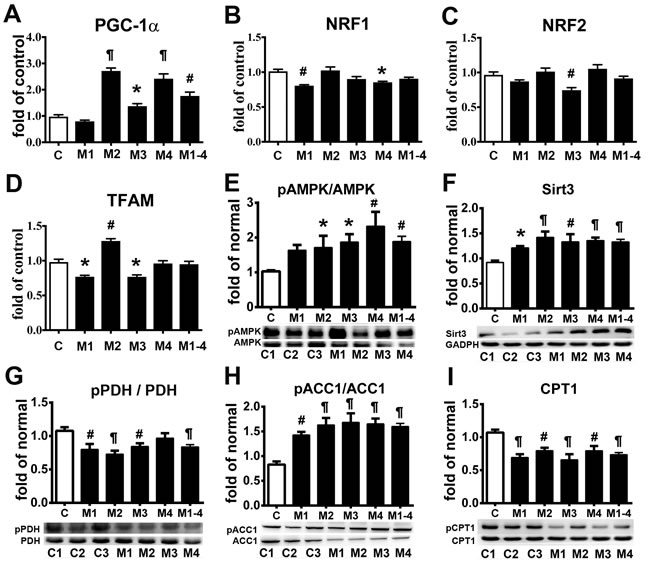 Adaptation of energy deficiency in MELAS fibroblasts is modulated through signaling pathway.