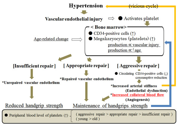 Possible mechanism underlying the association between handgrip strength and endothelium repair among hypertensive subjects.