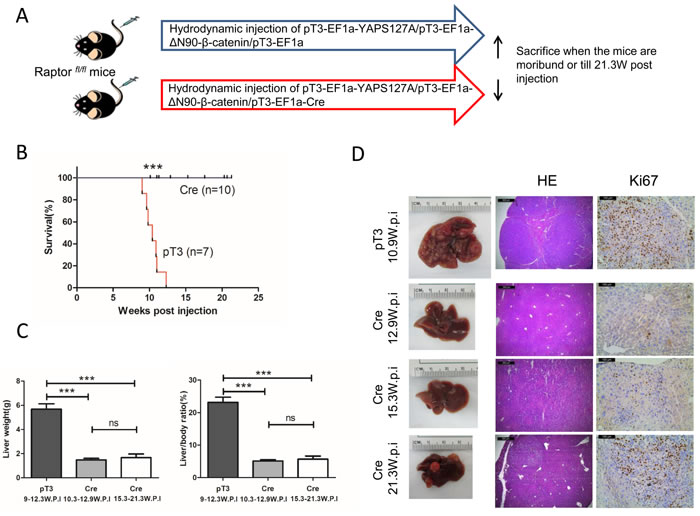 Knocking out Raptor strongly delays YAP/&#x3b2;-catenin-induced HB development in mice.