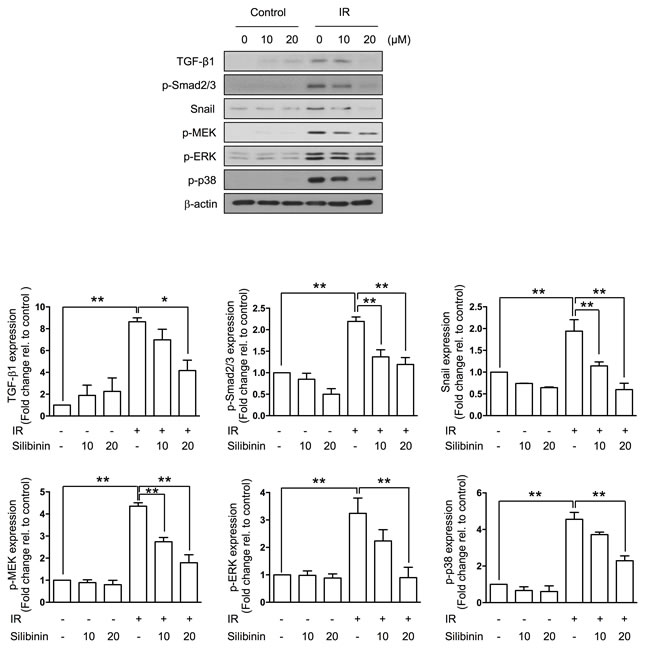 Silibinin suppresses TGF-&#x3b2;1 and the related signal pathway against IR.