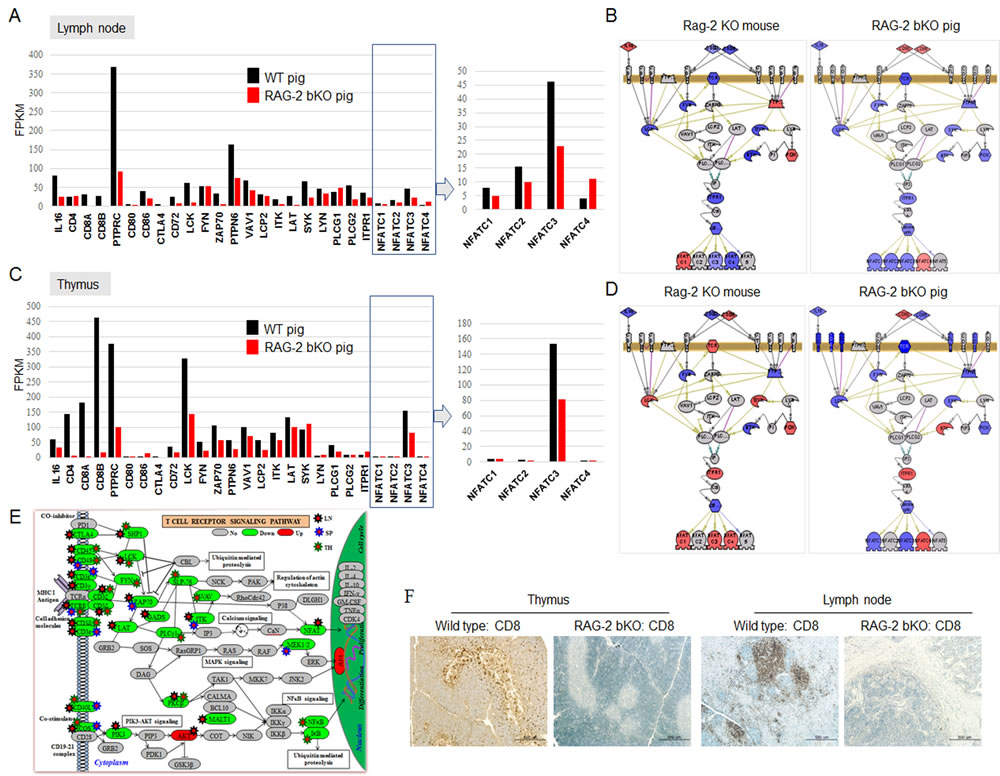 TCR-dependent/NFATCs signaling pathways analysis in lymph node and thymus of WT and