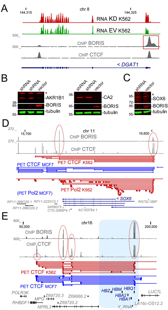 The examples of genomic loci and proteins that were upregulated upon BORIS KD.