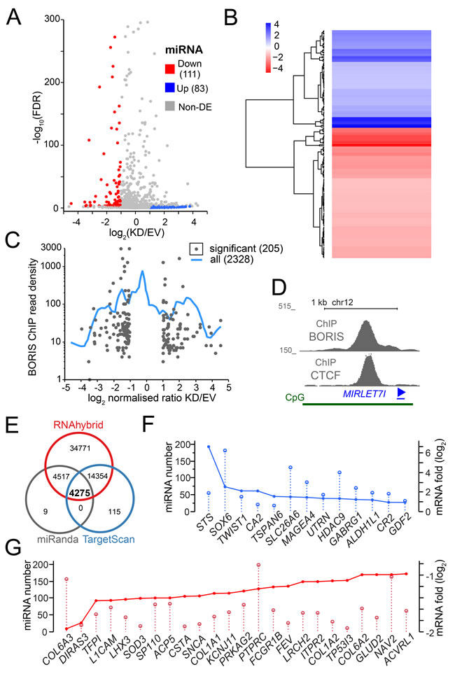 The RNA-seq analysis of miRNA upon BORIS depletion.