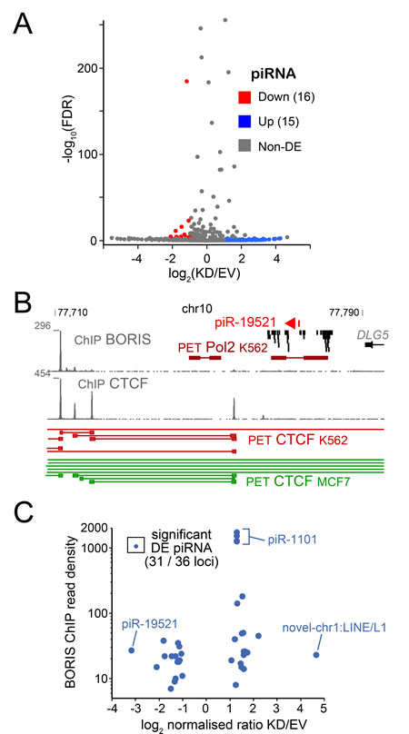 The RNA-seq analysis of piRNA.