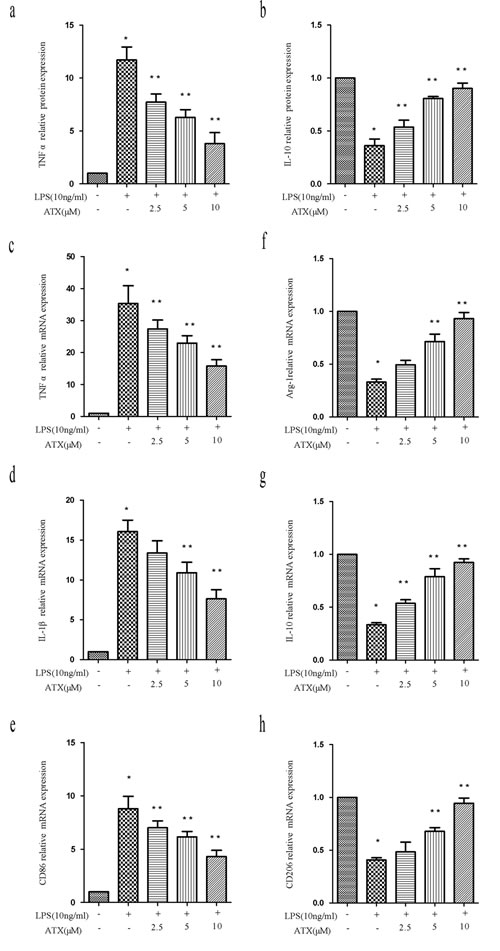 ATX inhibits LPS-induced M1 and promotes M2 polarization in BV2 cells.