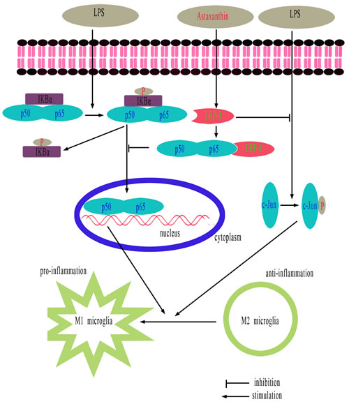 Schematic showing the proposed anti-inflammatory effects of ATX.