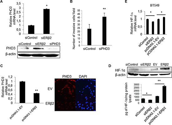 ER&#x03B2;2 modulates levels of PHD3 and HIF-1&#x03B1; in TNBC cells.