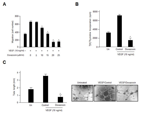 Treatment with doxazosin decreases endothelial cell migration, proliferation, and capillary-like tubule formation.