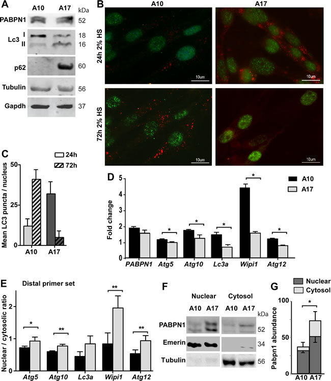 Autophagy is hyper activated in OPMD muscle cell model.