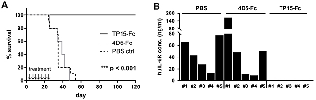 TP15-Fc prevents tumor engraftment in the INA-6.