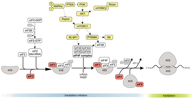 The role of eIF1, eIF5 and eIF6 in CRC.