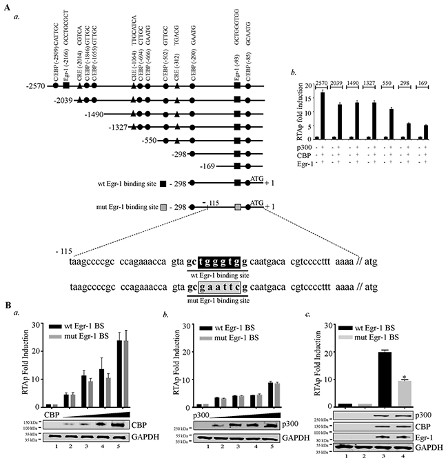 Disruption of Egr-1 binding site at RTA promoter reduces CBP/p300 mediated transcriptional activity.