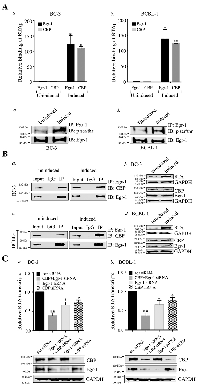 Egr-1 and CBP binds at RTA promoter (RTAp) and regulates its transcription during viral reactivation.