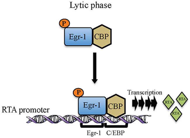 Schematic showing Egr-1 phosphorylation and formation of Egr-1 and CBP complex at RTA promoter during lytic reactivation for the transcription of RTA.