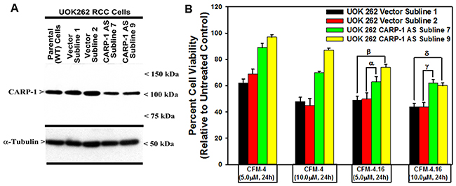 Knockdown of CARP-1 blocks CFM-4.16 effects.