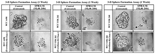 CFM-4.16 inhibits growth of RCC spheres derived from parental and Everolimus-resistant cells.