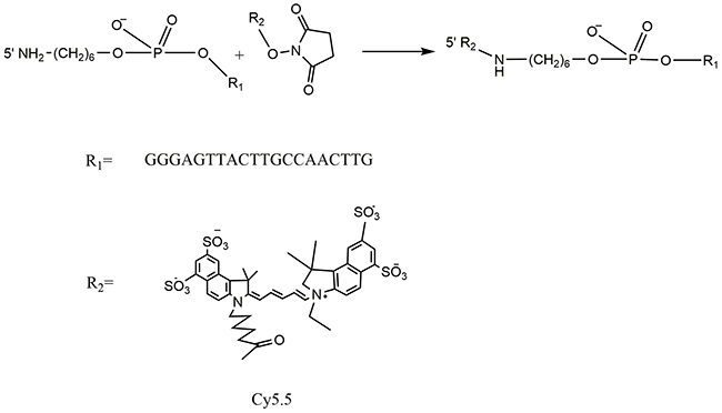 Scheme of Cy5.5 labelled MALAT1 ASO synthesis.