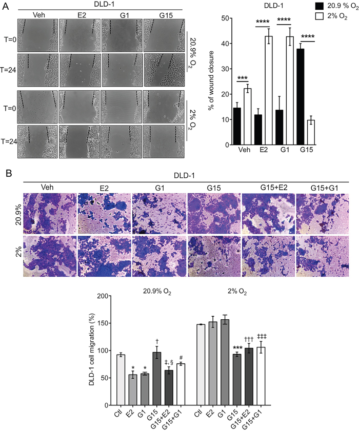 Oxygen-dependent regulation of wound healing and migration by estradiol in DLD-1 cells.