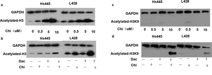 Expression of acetylated histones after treated with chidamide and decitabine.