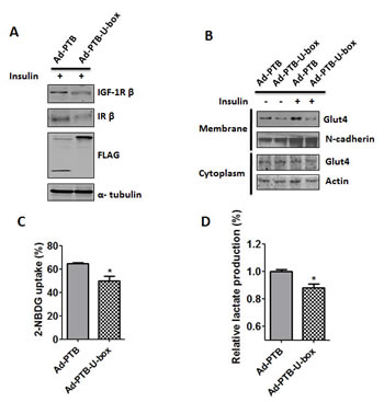 Ad-PTB-U-box inhibits Glut4 membrane translocation and glucose metabolism.