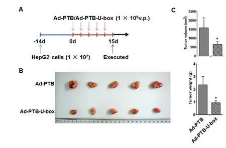Ad-PTB-U-box exhibits potent anti-tumor effect in HepG2 xenograft.
