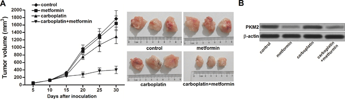 Metformin sensitizes carboplatin-resistant NSCLC cells to carboplatin in vivo.