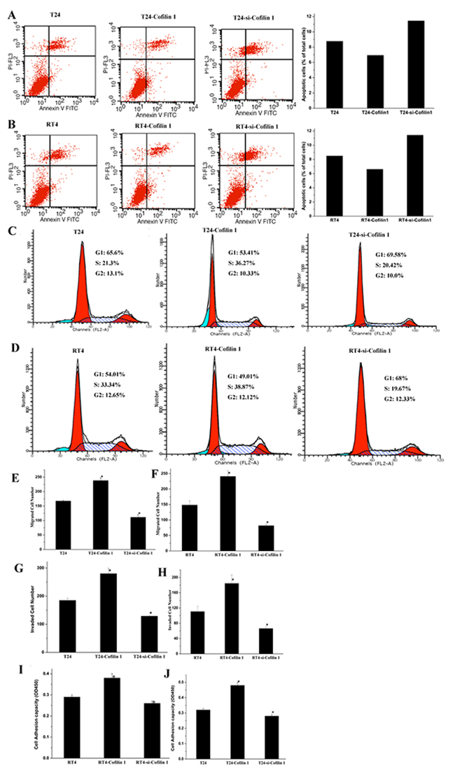 Cofilin 1 inhibits apoptosis and promotes cell cycle progression, migration, invasion, and adhesion.