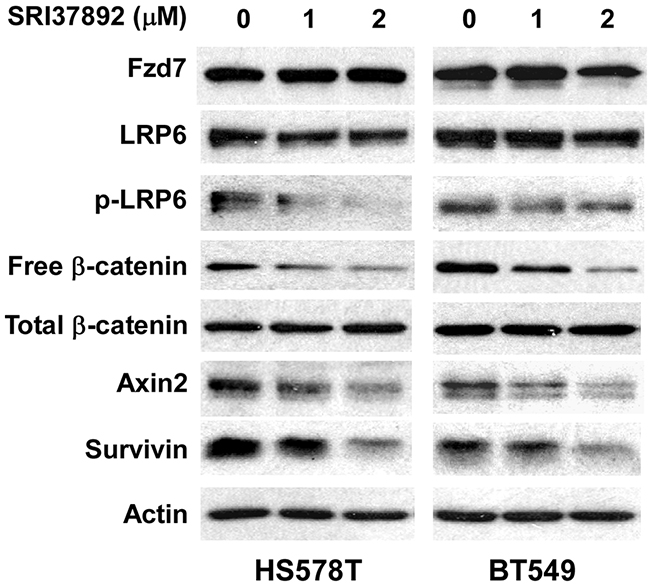 Effects of SRI37892 on Wnt/β-catenin signaling in breast cancer HS578T and BT549 cells.
