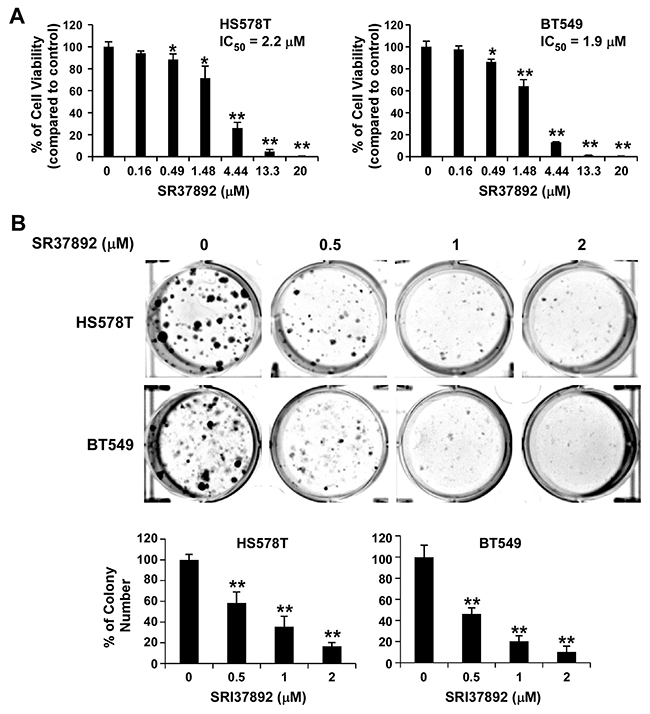SRI37892 inhibits breast cancer cell viability and colony formation.