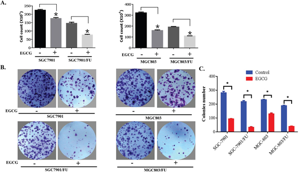 EGCG inhibited proliferation of both parental and 5-FU resistant gastric cancer cells.