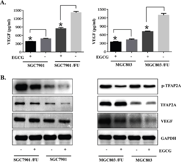 TFAP2A/VEGF signaling pathway was inactivated by the anti-proliferation effect of EGCG in the parental and 5-FU resistant gastric cancer cells.