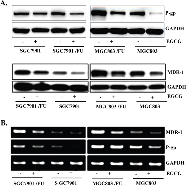 EGCG suppressed expression of MDR-1 and P-gp in both the parental and 5-FU resistant gastric cancer cells.