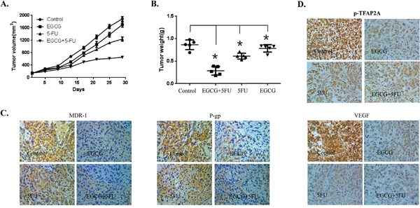 Effect of EGCG and 5-FU combination on tumor growth in a xenograft mouse model of human gastric cancer.