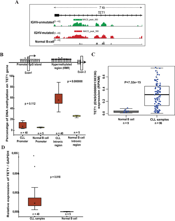 DNA methylation status and TET1 expression levels in CLL samples and normal B cell controls.