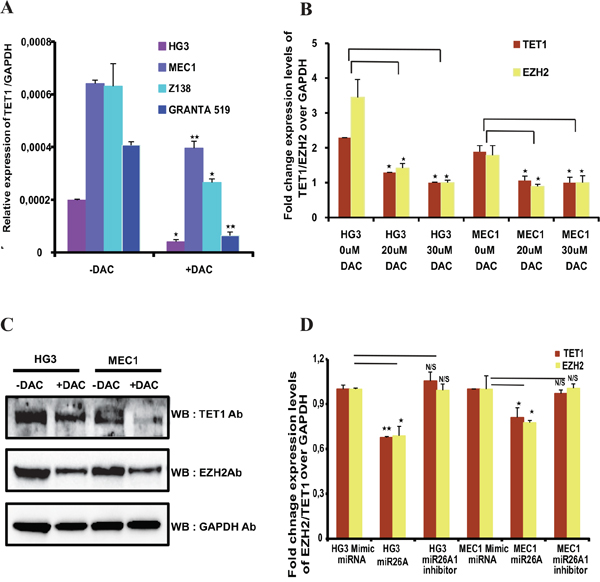 Expression of TET1 and EZH2 after DNA methyl inhibitor treatment and effect of miR26A1 overexpression.