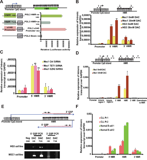Promoter activity of HMR and presence of intronic transcripts within the TET1 gene.