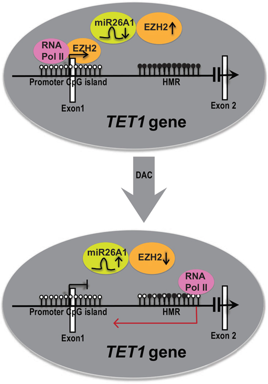 A model explaining the role of DNA hypermethylation in regulating TET1 gene expression.