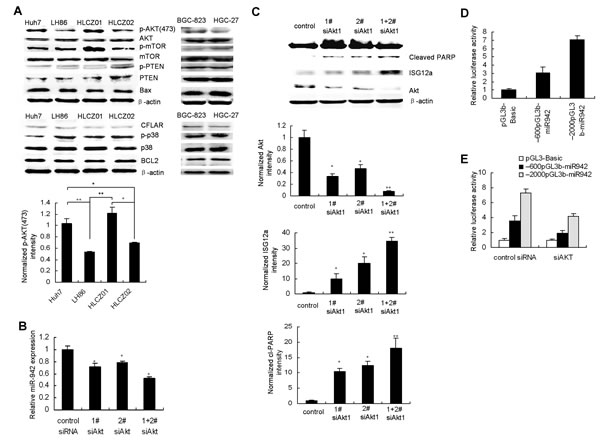 AKT controls TRAIL resistance of cancer cells through downregulation of ISG12a by miR-942.