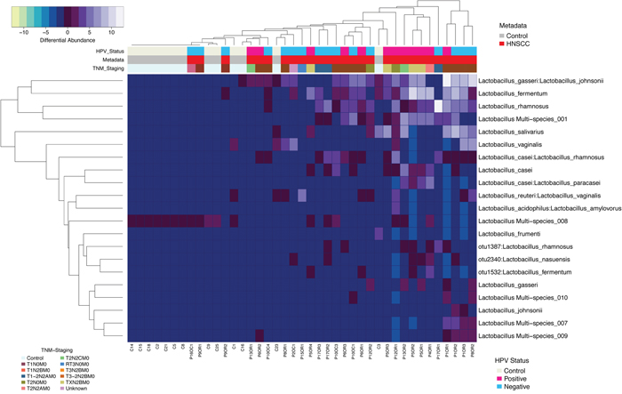 Heatmap differential abundance of significant (p<0.0001) Lactobacillus species&rsquo; OTUs in HNSCC when compared to JHU control samples with the variance stabilization method of QIIME&rsquo;s 1.9.1 and DESeq2 normalization for data after logarithmic transformation, shows enrichment of Lactobacillus gasseri:johnsonnii, Lactobacillus fermentum and Lactobacillus rhamnosus with HNSCC samples.