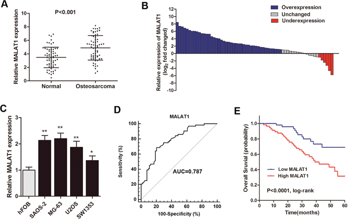 MALAT1 was up-regulated and related to poor survival in osteosarcoma patients.