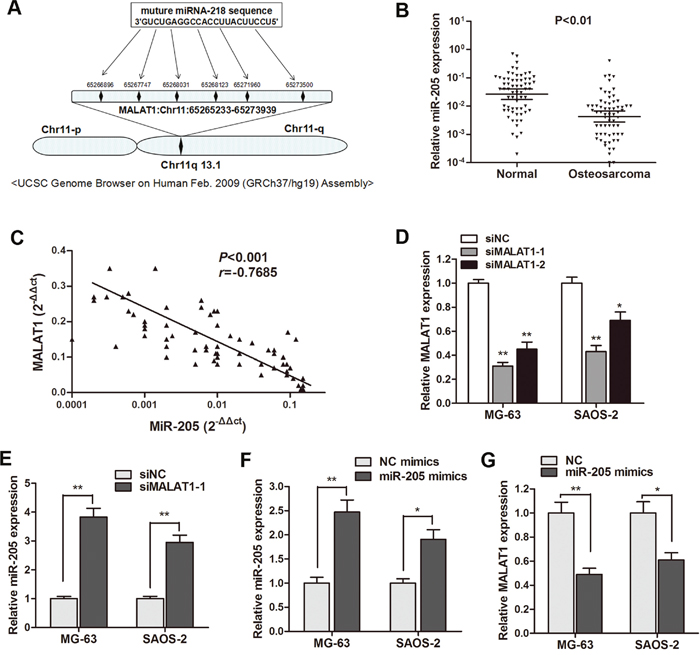 MiR-205 was negatively regulated by MALAT1 in osteosarcoma.