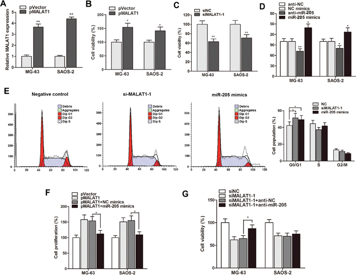 MALAT1 mediated cell proliferation and cell-cycle arrest through suppressing miR-205 expression.