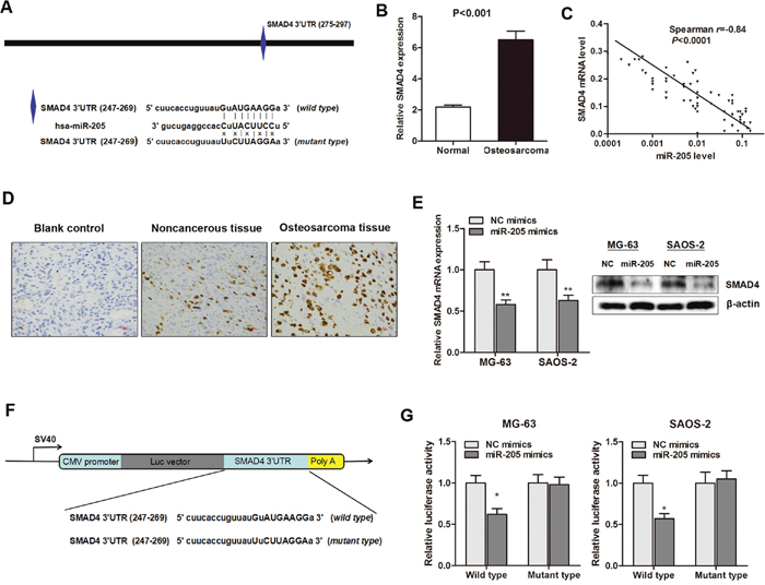 SMAD4 is a direct downstream target of miR-205 in osteosarcoma.
