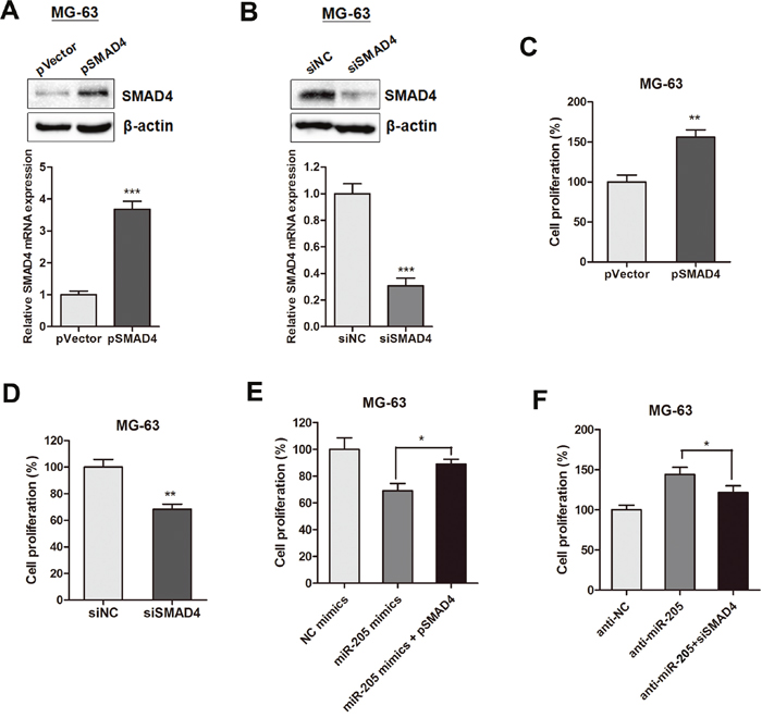 SMAD4 is involved in miR-205-induced inhibition of proliferation of osteosarcoma cells.