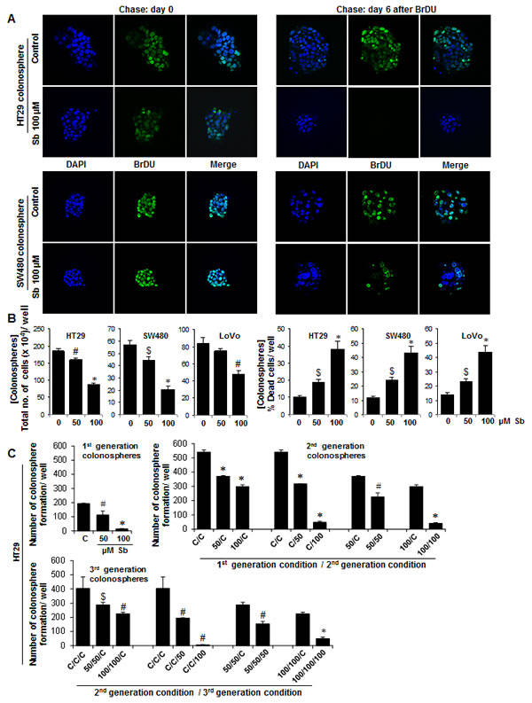 Effect of silibinin on the cycling properties of CSC and viability of CRC cells in the individual colonospheres.