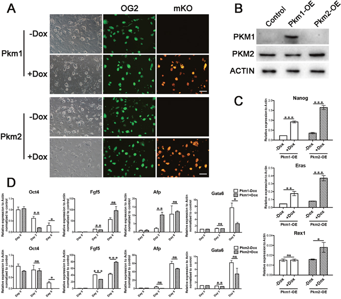 Overexpression of Pkm1 and Pkm2 enhanced pluripotent genes in ESCs.