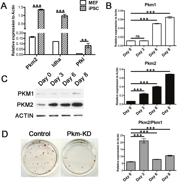 Pkm2 increased during reprogramming and was critical for iPS induction.